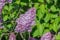 Gemeiner Flieder Syringa vulgaris Pflanze 45-50cm gewöhnlicher lila Flieder