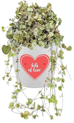 Ceropegia Woodii String of Hearts with Love Heart Sticker - Air Purifying Indoor Plant - Perfect Valentine's, Mother's Day & Anniversary Gifting - Trailing House Plant in Pot (14cm Pot, 20-30cm)