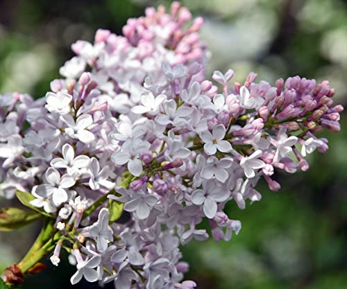 Lilac Plants, Syringa 'Beauty of Moscow', 1 x Full Plant in a 1 Litre Pot, Garden Ready and Ready to Plant, Premium Quality Garden Shrubs