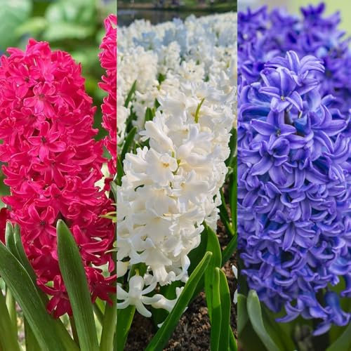 Carbeth Plants - 15 x Hyacinth Spring Bulbs Traditional Mix - Highly Fragrant Outdoor Flowering Perennials - UK Hardy Low Maintenance Pollinator Friendly - Grow in Beds, Borders and Patio Pots