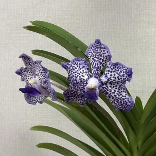 Semi di piante vere di orchidea Vanda, piante da balcone, decorazione floreale regali per gli amanti del giardino vecchie varietà di semi di piante semi esotici piante rare 30pcs