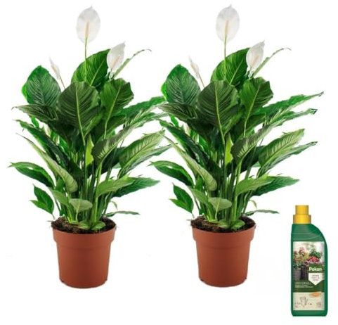 Plant in a Box - Spathiphyllum - Set de 2 - Pokon - Planta de interior de una hoja - Maceta 17cm - Altura 60-70cm - Planta de interior purificadora del aire