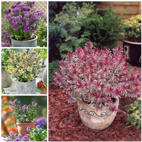 [x4] Hebe Plants | Evergreen Garden Ready Shrubs | Colourful Flowering Display | Mix Pack | P9