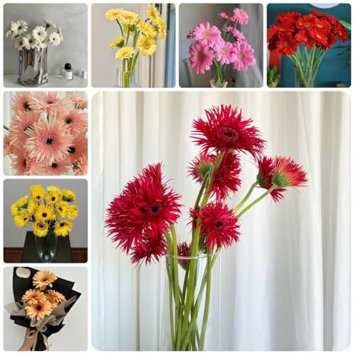 80 Pcs Gerbera Samen Winterhart, Herbstpflanzen Wiesensamen Gartenbedarf Wildblumen Gerbera Blumen Samen, Dachbegrünung Bodendecker Pflanzen Winterhart Samen Winterhart, Blumensamen