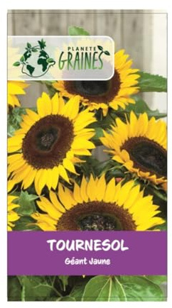 30 graines tournesol jaune géant - Sunflower Single Yellow Giant - taille 3 à 5 mètres
