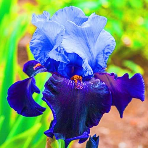 Resistente all'inverno perenne Facile da coltivare Giardini Iris rare Alto valore ornamentale 4cipolla-g