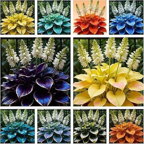 Gemischte Farben, Funkien Rhizome, Hosta MehrjäHrig, Dauerblüher Qualitäts, Hosta Rhizome, Ideale Garten, Große Winterhart,-10zwiebeln-F