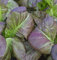 seedsown Germination Les graines: 100 - Graines: Osaka Violet Moutarde Graines - latifoliées Mustard Rouge persillée Feuilles!