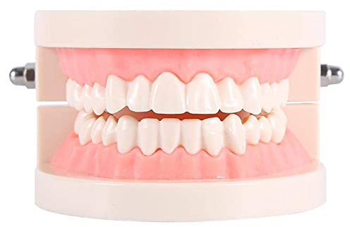 Akozon Zahnl 1pc PVC Teaching Study Standardl Demonstration Unterrichten Sie Kinder beim Zähneputzen Standardzubehör für Erwachsene