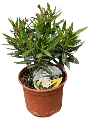1 PIANTA DI OLEANDRO EVOLUTION SUNRISE BIANCO VASO 14CM
