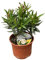 1 PIANTA DI OLEANDRO EVOLUTION SUNRISE BIANCO VASO 14CM