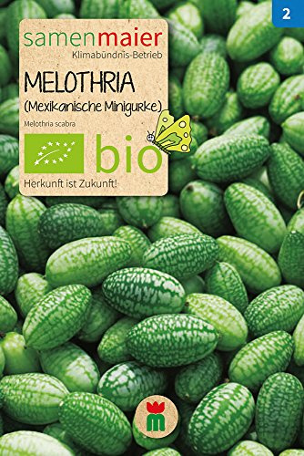 BIO Melothria (Mexikanische Minigurke) Samen - knackig, erfrischend, einjährig - Rankpflanze bis 2 m - Aussaat März, Ernte Juli bis Oktober - reicht für ca. 15 Pflanzen - Samen Maier