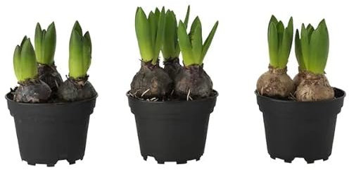 DECOALIVE Set de 3 Plantas Naturales de Jacinto Hyacinthus Orientalis Flores Naturales