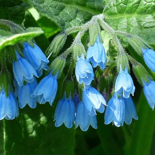 6x Beinwell 'Hidcote Blue' - Symphytum grandiflorum 'Hidcote Blue' - Topf 9x9cm