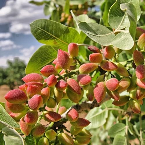 3 pcs pistazienbaum winterhart samen, säulenobst winterhart samen balkon pflanze biosaatgut säulen obstbäume pflanze säulenobstbäume garten samen geschenk exotische pflanzen winterhart