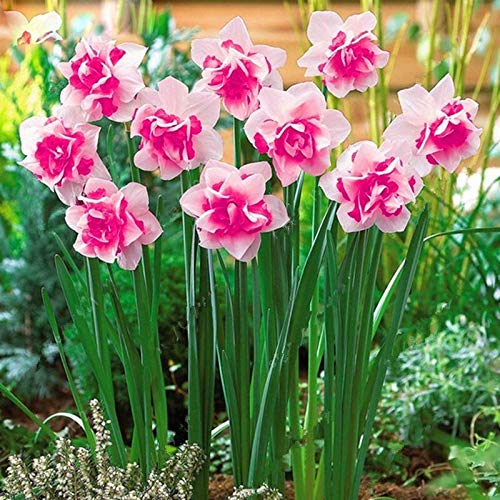 Sumpf Frische 100 Stück Narzissen (nicht Narzissen Zwiebeln) Blumensamen zum Pflanzen von Pink