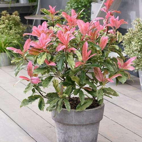 Plant Theory Pink Crispy Photinia Photinia Serratifolia Shrub Plant 2L Pot