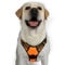rabbitgoo Hundegeschirr Mittelgroße Hunde, Anti Zug Geschirr mit Kontrolle, No Pull Verstellbar Hundegeschirr Grosse Hunde, Atmungsaktiv Reflexstreifen Brustgeschirr Sichere Führung Orange XL
