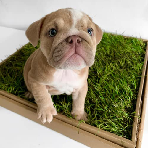 Real Grass Eco-Friendly Dog Toilet | Alternative to Puppy Pee Pads or Artificial Grass| Toilet Train A Puppy in 7 Days | Avoid Bad Weather & Late Night Walks | Perfect For Poorly Pups