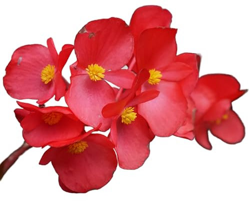 Begonia Plants - Bronze Leaf 'Red' - 20 x Full Plant Pack - Begonias - Garden Ready - Ready to Plant - Premium Quality Bedding Plants