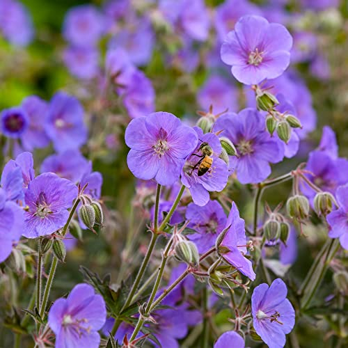 Géranium Boom Chocolatta, plante vivace à fleurs robuste pour jardin en pot.