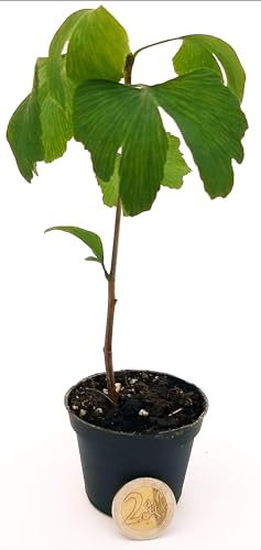 Ginkgo Biloba Árbol Medicinal Natural y Resistente - Maceta 9cm