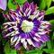 Clematis Bulbs/for Planting Now UK/UK Now Simple Planting Perennial/Strong Plants That Grow Well/Mix Golden Jade Carving Feels Perfect