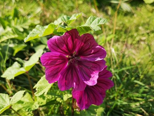 Lila Malven-Samen (Malva mauritania) – Mehrjährige Blütenpracht für Garten & Balkon | Pflegeleicht & trockenheitsresistent | Lockt Bienen & Schmetterlinge an | Samen aus Deutschland (100 Samen)