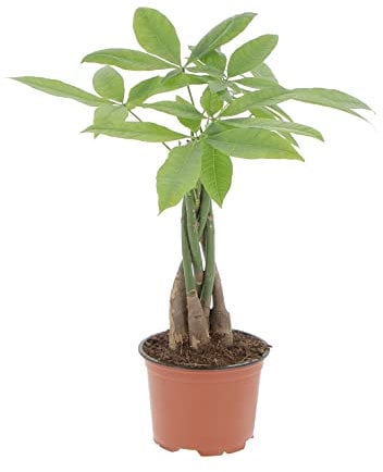 KENTIS - Pachira Acquatica - Pianta da Interno Portafortuna - Piante Vere da Appartamento - H 25-35 cm Vaso Ø 12 cm
