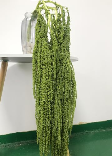 DongArts 5 Stück Getrocknete Amaranthus Blumen, Gebleichte Glyzinie Reben, Amaranthus-Blumen, für Hochzeit Blumensträuße, Wanddekoration (Grün)