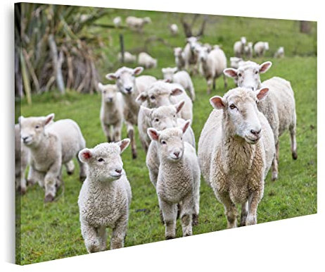 islandburner Prime Bild auf Leinwand Lämmer Schafe Grünes Gras Wandbild Poster Kunstdruck Bilder