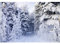 Ttincceer 1,5x1m Winter Schnee Wald Hintergrund für Fotoshooting Heavy Snow Wonderland Weihnachten Party Fotografie Hintergrund Winter natürliche Landschaft Baby Dusche Geburtstag Party Dekoration