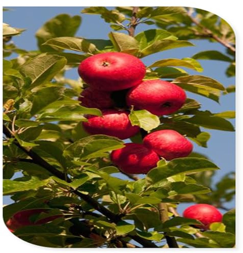 Das Bunt Gemischte, Exklusive äPfel, Apfelbäume Rhizome, Reichlich Vorhanden, Pflegeleicht, KäLtebestäNdig ApfelfrüChte, 3bulbs-C