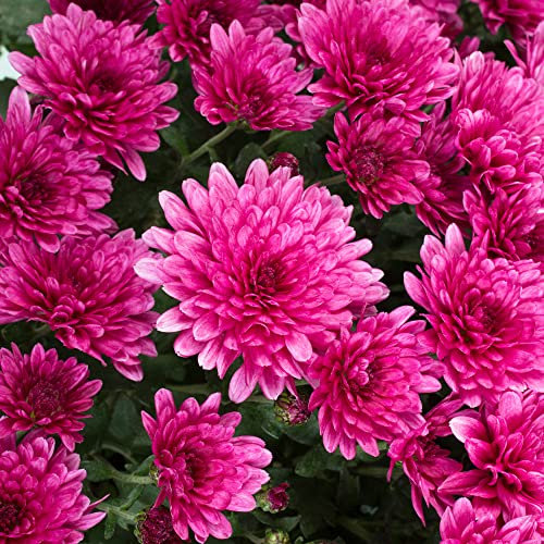 Rosa Chrysanthemen Samen 500 Chrysanthemen Pflanzen Blumensamen Nachhaltige Geschenke Bonsai Samen Garten Geschenke FüR Frauen Bodendecker Winterhart MehrjäHrig