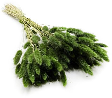 Enchanted Dekogras Getrocknetes Gras Ziergras Hasenschwänze Lagurus Ovatus Samtgras Häschen-Schwanzgras Trockenblumen Natürlich Boho 120 - 150 Stück 100 g Dunkelgrün
