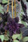 Ponak Neue 500pcs Clematis Blumensamen Schwarz