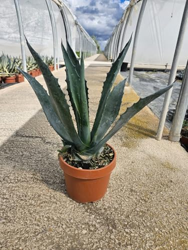 Agave americana 50-60 cm - Amerikanische Agave - Sukkulente - Pflanze