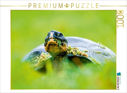 CALVENDO Puzzle Galapagos-Riesenschildkröte | 1000 Teile Lege-Größe 64 x 48 cm Foto-Puzzle für glückliche Stunden