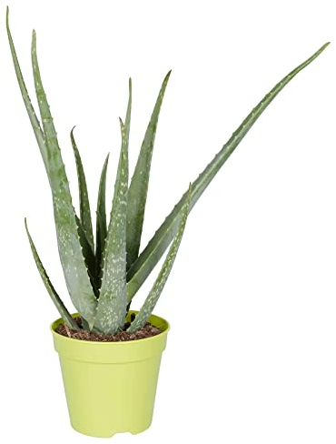 Aloe vera, Topf-Ø 15 cm, Höhe ca. 35-50 cm