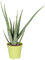 Aloe vera, Topf-Ø 15 cm, Höhe ca. 35-50 cm