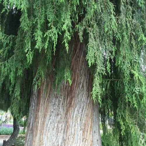 Semi cinese Piangente Cipresso (Cupressus funebri) 20 + Semi : Solo semi