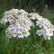 6 x Schafgarbe 'Weisses Wunder' - Achillea Millefolium 'Weisses Wunder' Topf 9x9cm: Weiße Blütenpracht.