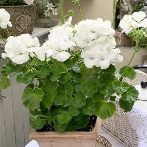 piante di geranio pendenti - semi piante resistenti da balcone giardino balcone fiorito erbe selvatiche piante resistenti per il giardino fiori in vaso gerani 30pcs