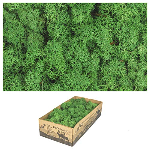 1 box of real moss - natural decorative moss for crafts in various fresh varieties - DIY - Iceland moss (1 x island moss grass green dark)