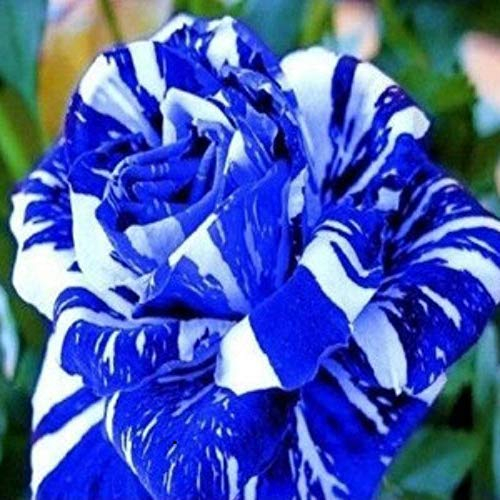 100 Stück Rosensamen, Blumensamen für Garten und Balkon, Rosen Pflanzen Samen, Garten Blumen, Ideale Garten Pflanzen, Balkon Pflanzen (Blau & Weiß)
