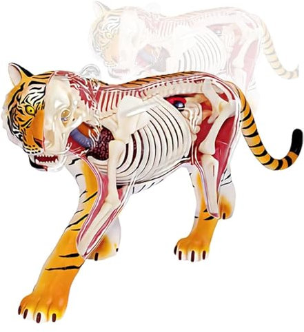 Anatomisches Tigermodell, 28 Abnehmbare Organe Und Körperteile, Tolle Geschenke for Die Ausbildung Von Tierärzten, Exquisite Lernwerkzeuge Modell