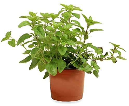 Sin marca Orégano (Maceta 10,5 cm Ø) - Planta Viva - Planta aromatica