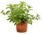 Sin marca Orégano (Maceta 10,5 cm Ø) - Planta Viva - Planta aromatica