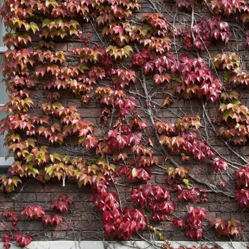Vivai le Georgiche - Pianta vera di Parthenocissus tricuspidata Veitchii - vaso Ø 18 cm