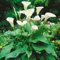 Elegante Calla-Lilie, seltene Farbe, winterharte Qualitätszwiebel, mehrjährig, Dekoration für Gärten und Innenräume-4 zwiebeln-D